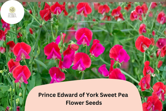 Prince Edward Sweet Pea Seeds | Deep Red Heirloom Fragrance