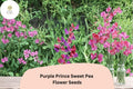 50+ Purple Prince Sweet Pea Seeds | Fragrant Royal Purple Flower for Garden Trellis