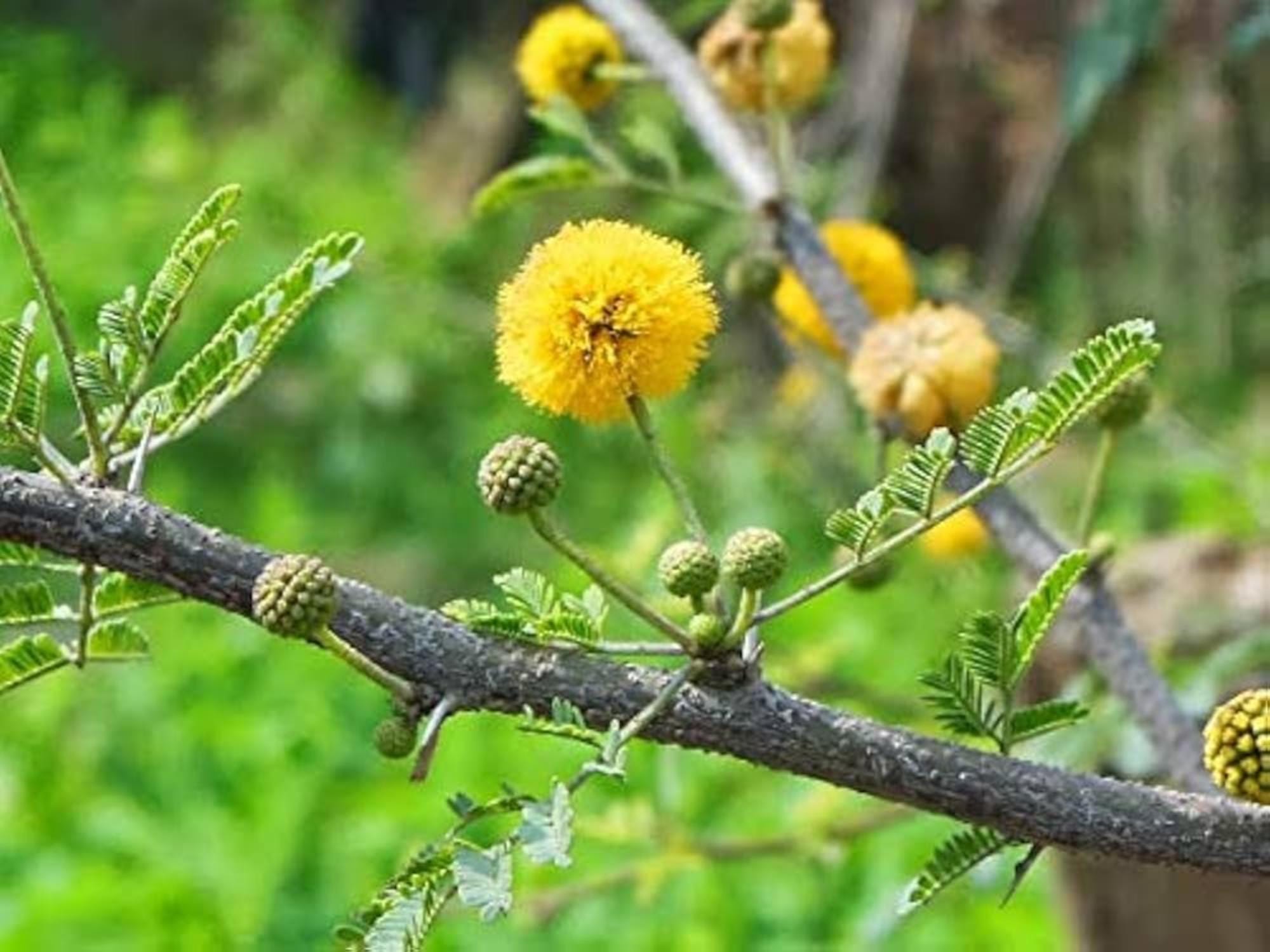 Water Dock Seeds 100ct | Native Wetland Plant for Ponds & Rain Gardens | Rumex orbiculatus