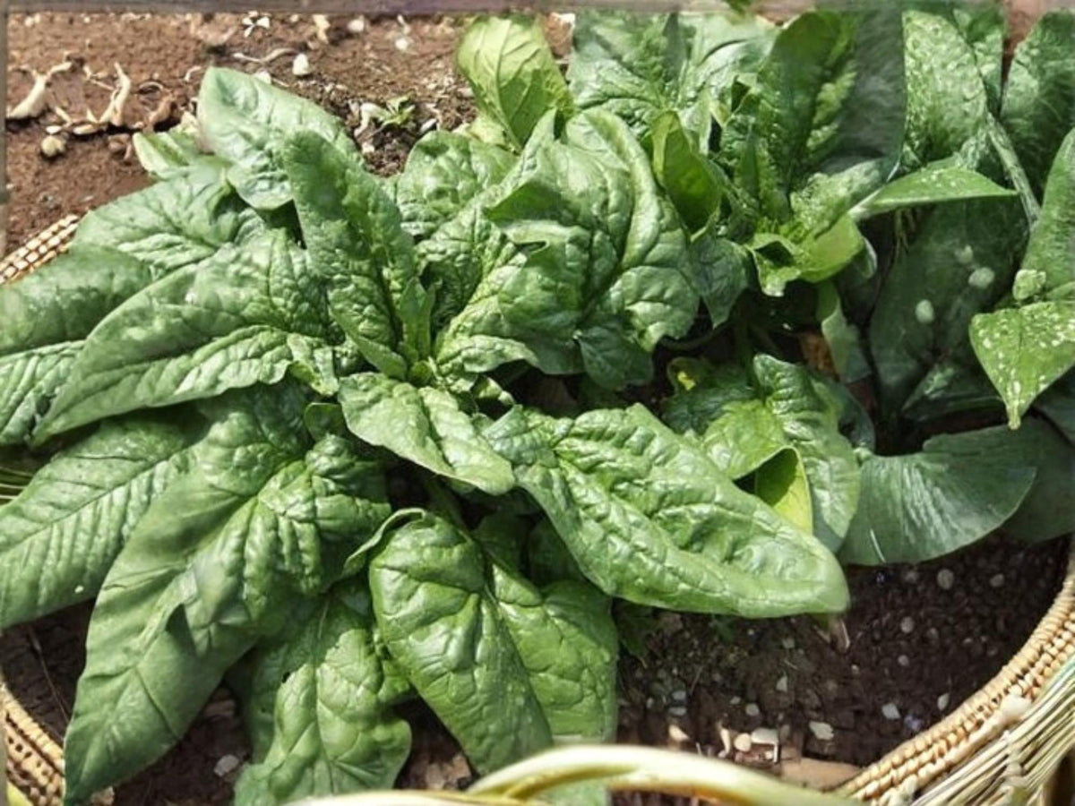 Viroflay Spinach Seeds – Large Leaf Heirloom, Non-GMO, Cool-Season Vegetable, 100 Seeds