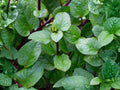 Red Stem Malabar Spinach Seeds – Heat Tolerant Climbing Vegetable, Non-GMO, Tropical Green, Vining Plant, Edible Ornamental