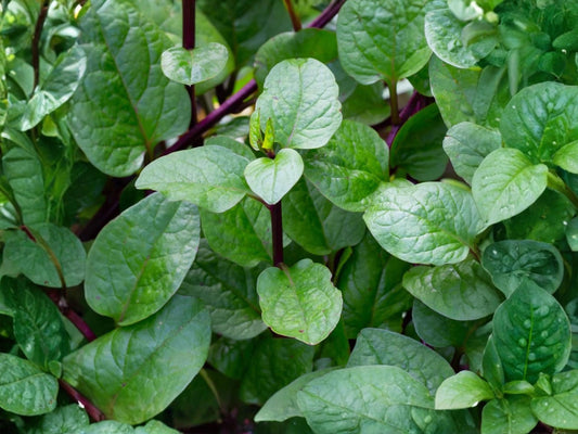 Red Stem Malabar Spinach Seeds – Heat Tolerant Climbing Vegetable, Non-GMO, Tropical Green, Vining Plant, Edible Ornamental