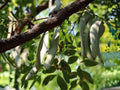 Virginia Stock Flower Seeds 100 Pack | Fragrant Annual Malcomia maritima for Borders & Containers