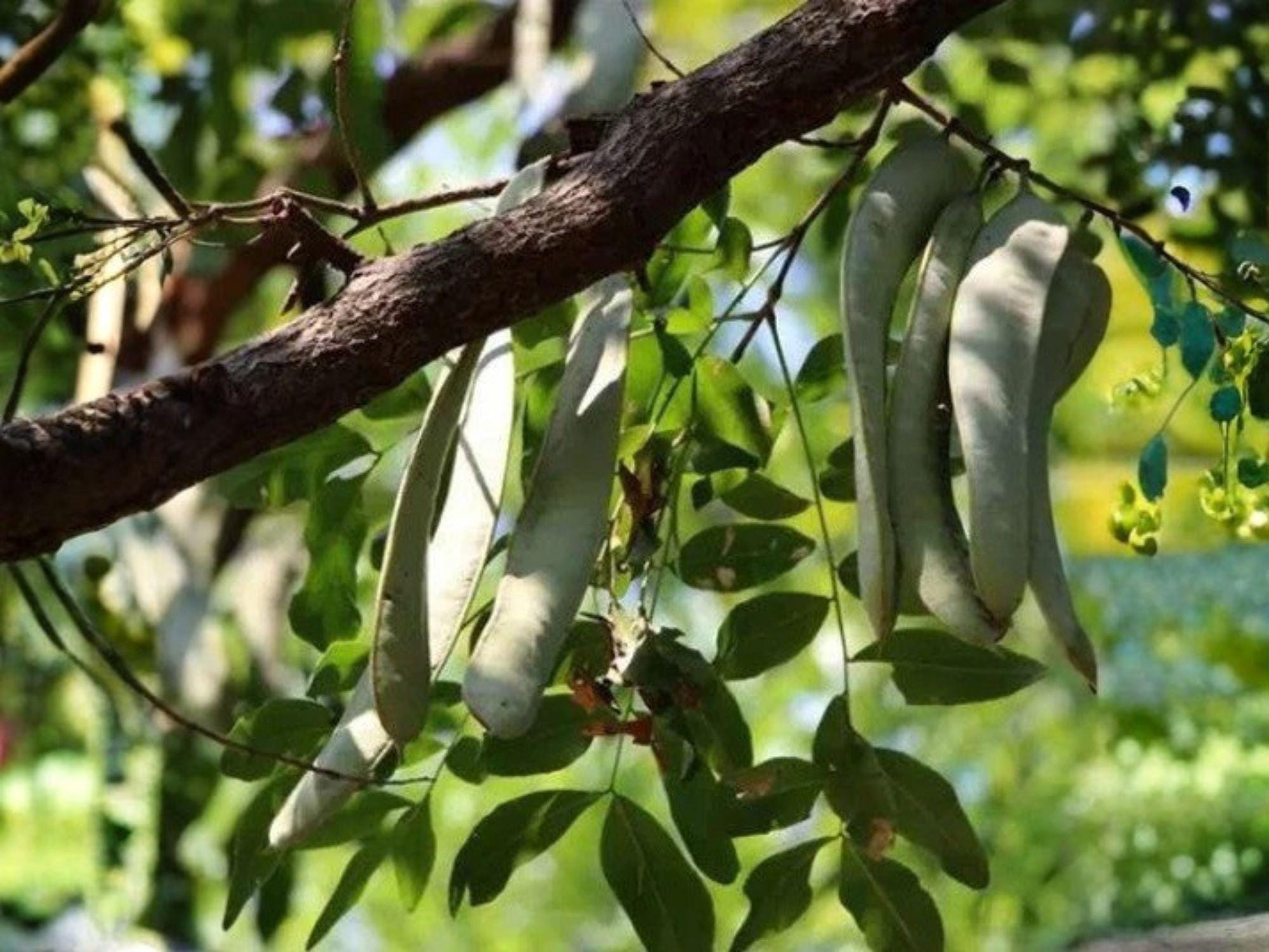 Virginia Stock Flower Seeds 100 Pack | Fragrant Annual Malcomia maritima for Borders & Containers