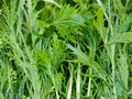 Mizuna Early Greens Seeds – Japanese Mustard Spinach, Non-GMO, Fast Growing, Cool-Season Vegetable, 500 Seeds