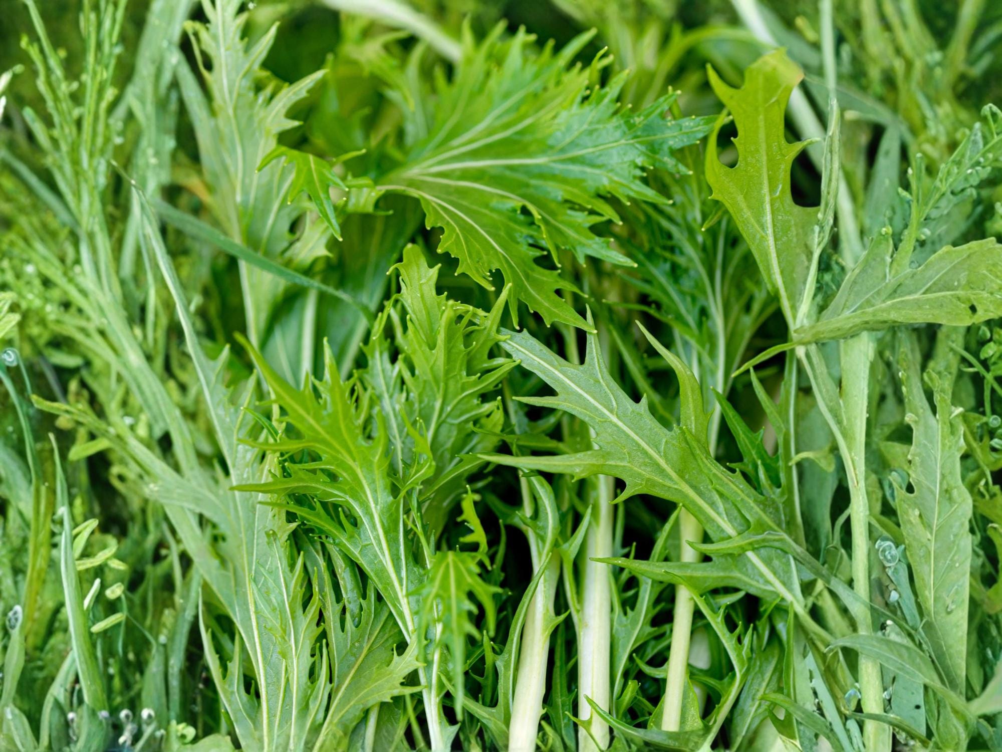 Mizuna Early Greens Seeds – Japanese Mustard Spinach, Non-GMO, Fast Growing, Cool-Season Vegetable, 500 Seeds