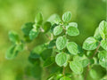 Italian Oregano Seeds - Heirloom, Non-GMO, Culinary & Pollinator Plant - Origanum vulgare, 100 Seeds