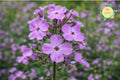 Sweet William Bulbs | Phlox Maculata Perennial Flowering Plants for Gardens | Vibrant Clusters, Butterfly Attractant