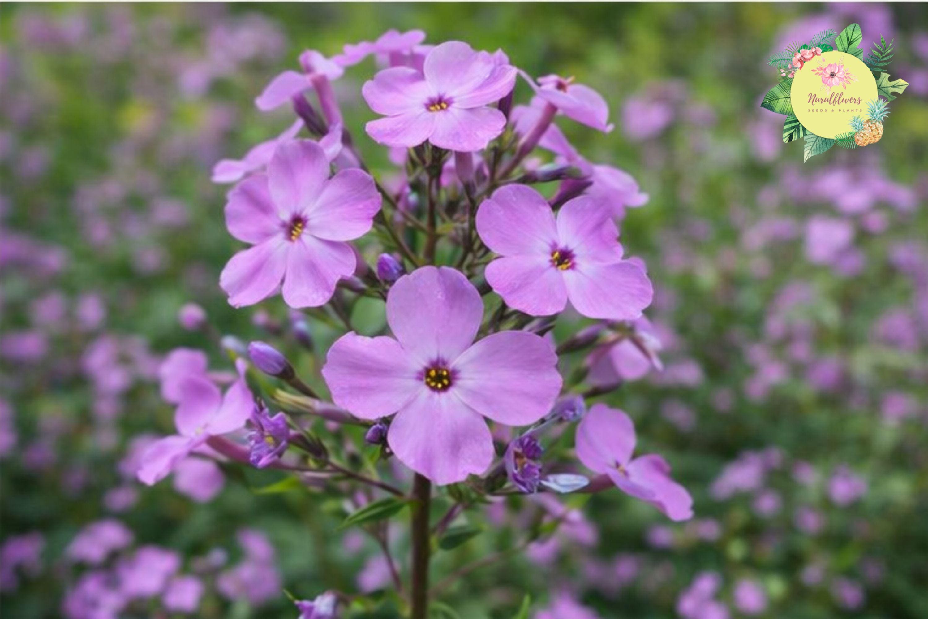 Sweet William Bulbs | Phlox Maculata Perennial Flowering Plants for Gardens | Vibrant Clusters, Butterfly Attractant