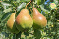 Ayers Pear Tree - Grafted Bare-Root Fruit Tree for Juicy, Sweet Pears | Pyrus communis 'Ayers'