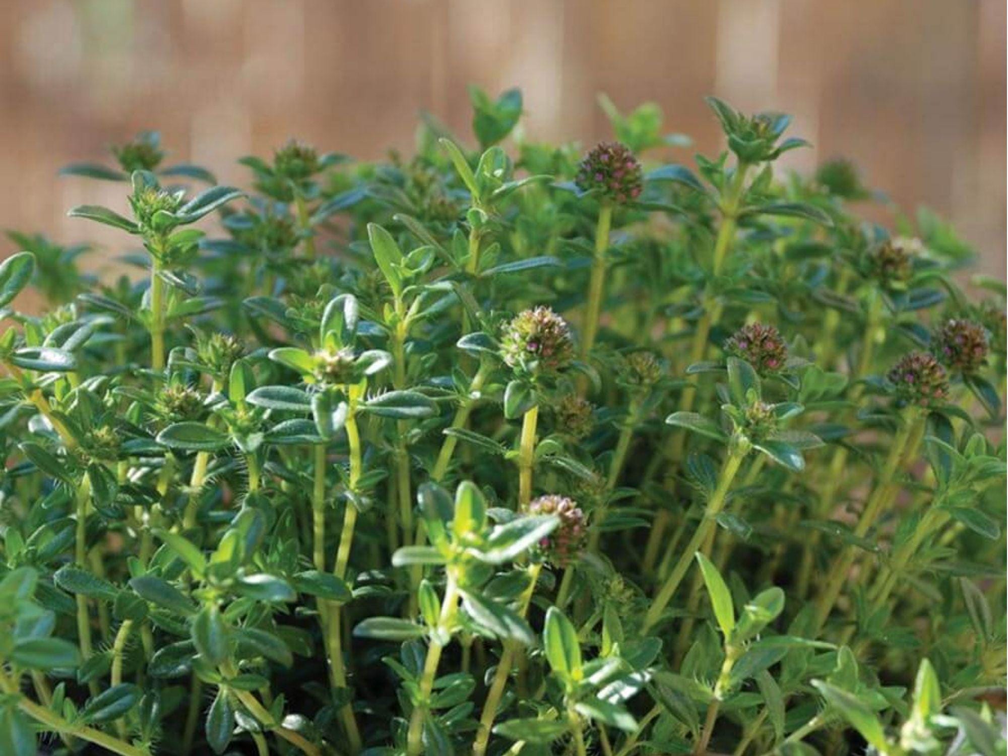 Summer Savory Herb Seeds – 500 Non-GMO, Heirloom Culinary Annual Satureja hortensis