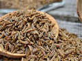 Caraway Seeds - 300 Heirloom Non-GMO Culinary Herb & Pollinator Plant - Carum carvi