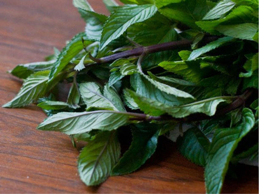 Black Mint Herb Seeds – Huacatay, Rare Peruvian Culinary Herb, Non-GMO, Heirloom, Aromatic Green Foliage, Pollinator Friendly