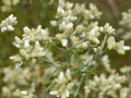 Sweet Everlasting Seeds – Pseudognaphalium flowering plant, medicinal herb, non-GMO, 500 seeds for native gardens, herbal remedies, pollinator support
