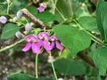 Wild Kidney Bean Vine Seeds – Phaseolus polystachios Native Perennial Flowering Climber, Pollinator Plant, Non-GMO, 5 Seeds