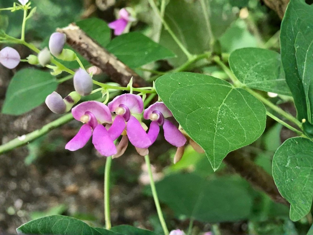 Wild Kidney Bean Vine Seeds – Phaseolus polystachios Native Perennial Flowering Climber, Pollinator Plant, Non-GMO, 5 Seeds