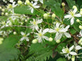 Clematis virginiana Seeds – Virgin’s Bower Native Flowering Vine with White Flowers, Non-GMO, 50 Seeds