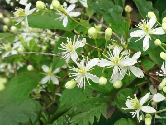 Clematis virginiana Seeds – Virgin’s Bower Native Flowering Vine with White Flowers, Non-GMO, 50 Seeds