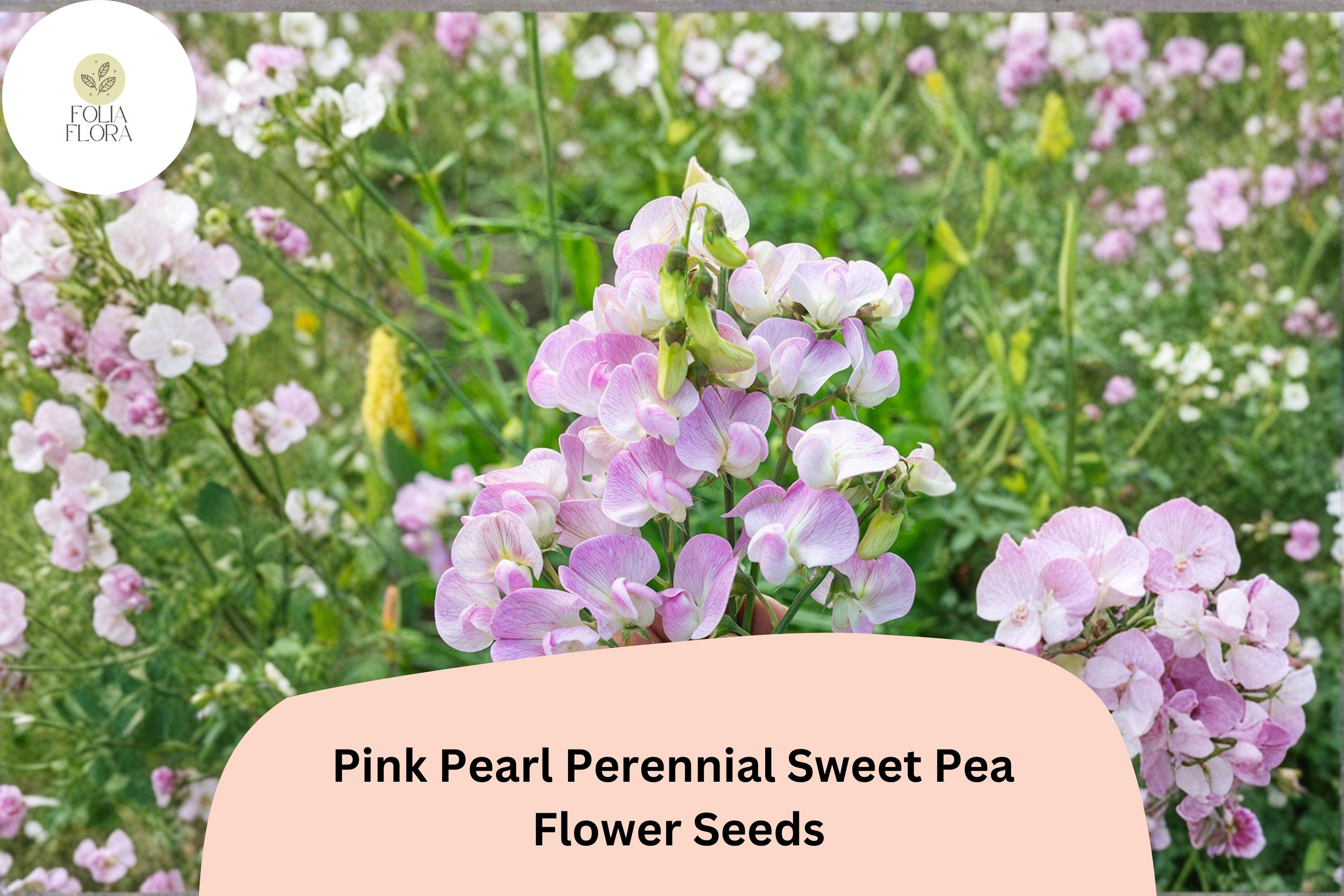 Pink Pearl Sweet Pea Seeds | Perennial Climbing Flower Vine