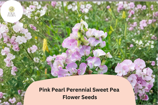 Pink Pearl Sweet Pea Seeds | Perennial Climbing Flower Vine