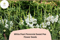 50+ White Pearl Perennial Sweet Pea Seeds | Lathyrus latifolius White Flower for Garden Trellis