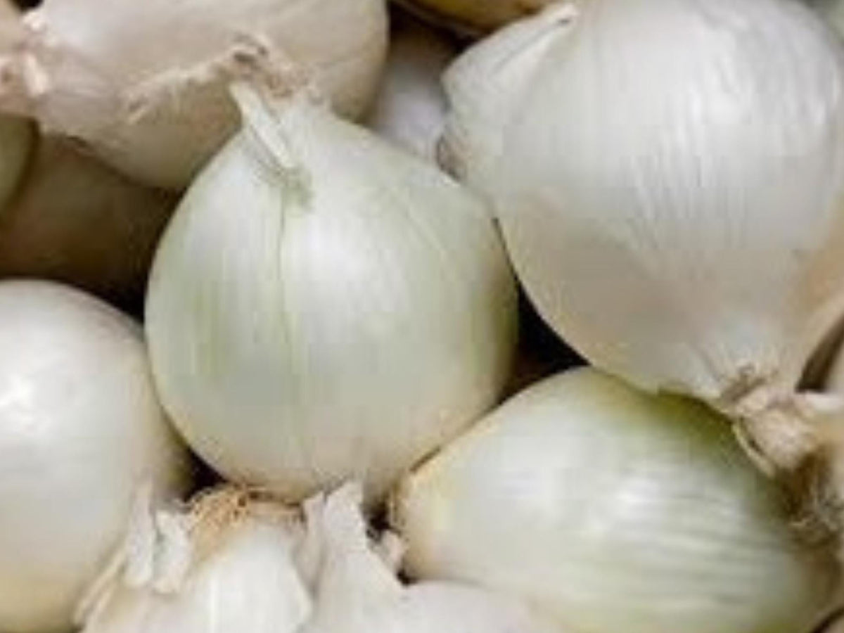 Vegetable Seeds – Ringmaster Onion – Large Storage Sweet Onion – Allium cepa