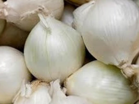 Vegetable Seeds – Ringmaster Onion – Large Storage Sweet Onion – Allium cepa