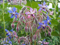 Borage Seeds - 50 Pack Edible Blue Flowers & Medicinal Herb for Garden, Pollinator & Companion Planting, Borago officinalis