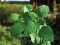 Spearmint Herb Seeds – 100 Perennial Culinary & Medicinal Plants for Garden, Herb Garden, Container Growing, Mentha spicata
