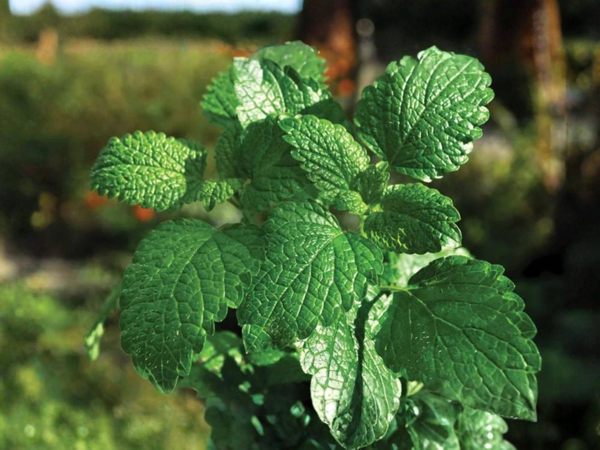 Spearmint Herb Seeds – 100 Perennial Culinary & Medicinal Plants for Garden, Herb Garden, Container Growing, Mentha spicata