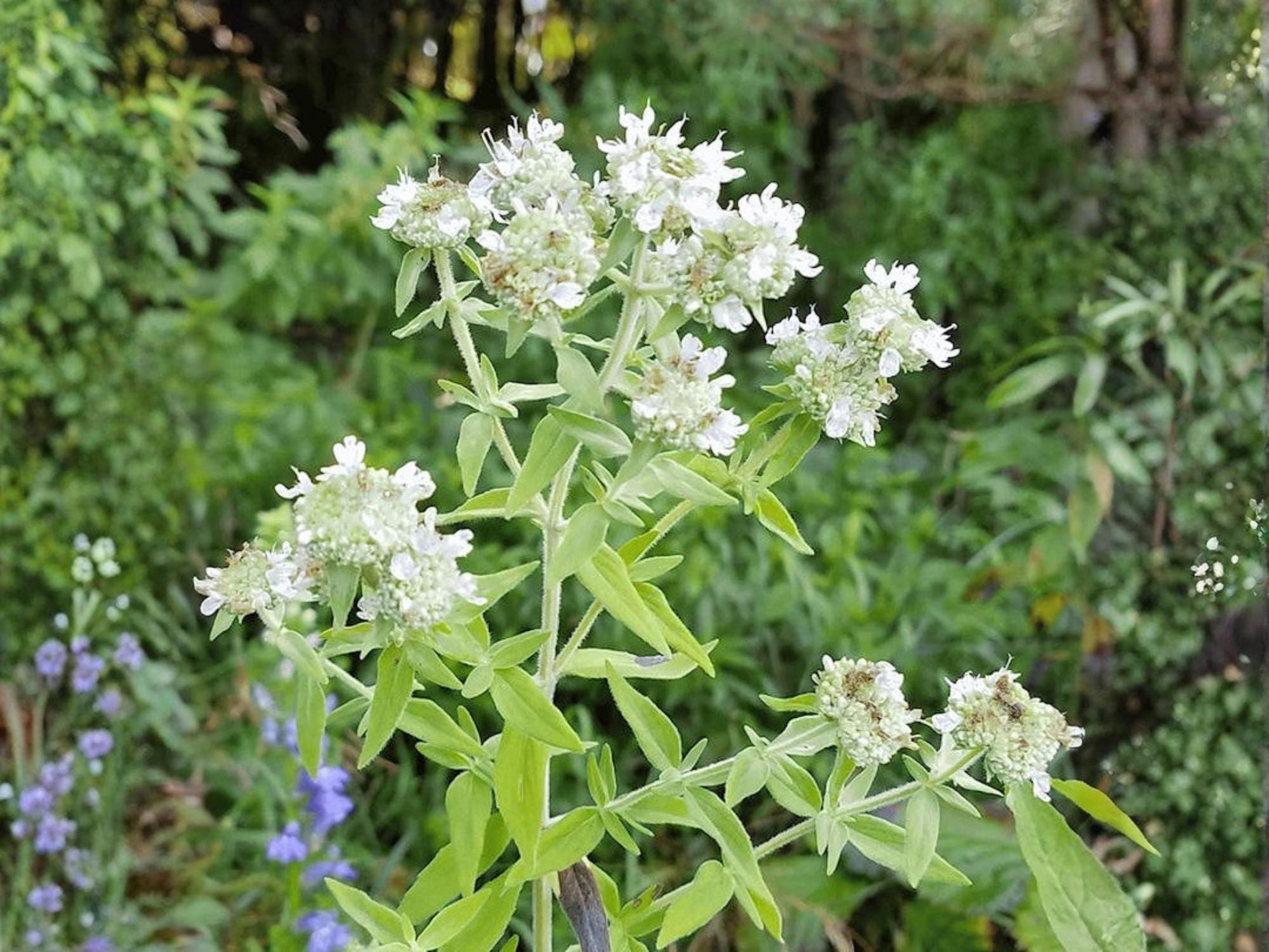 Mountain Mint Seeds – 300 Perennial Native Herb for Pollinator Gardens, Mentha canadensis