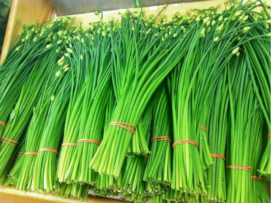 Flowering Chinese Leek Seeds – Edible Garlic Chives, Allium tuberosum, Heirloom, Non-GMO, Pollinator-Friendly Herb