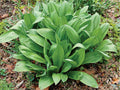 Wild Leek Seeds – Allium tricoccum Native Heirloom Edible Shade-Loving Perennial