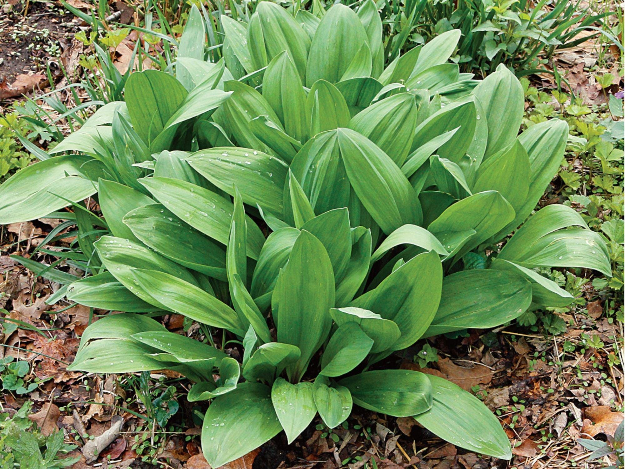 Wild Leek Seeds – Allium tricoccum Native Heirloom Edible Shade-Loving Perennial