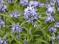 White Trout Lily Seeds – Native Erythronium albidum for Woodland Gardens & Shade Areas, 5 Fresh Seeds