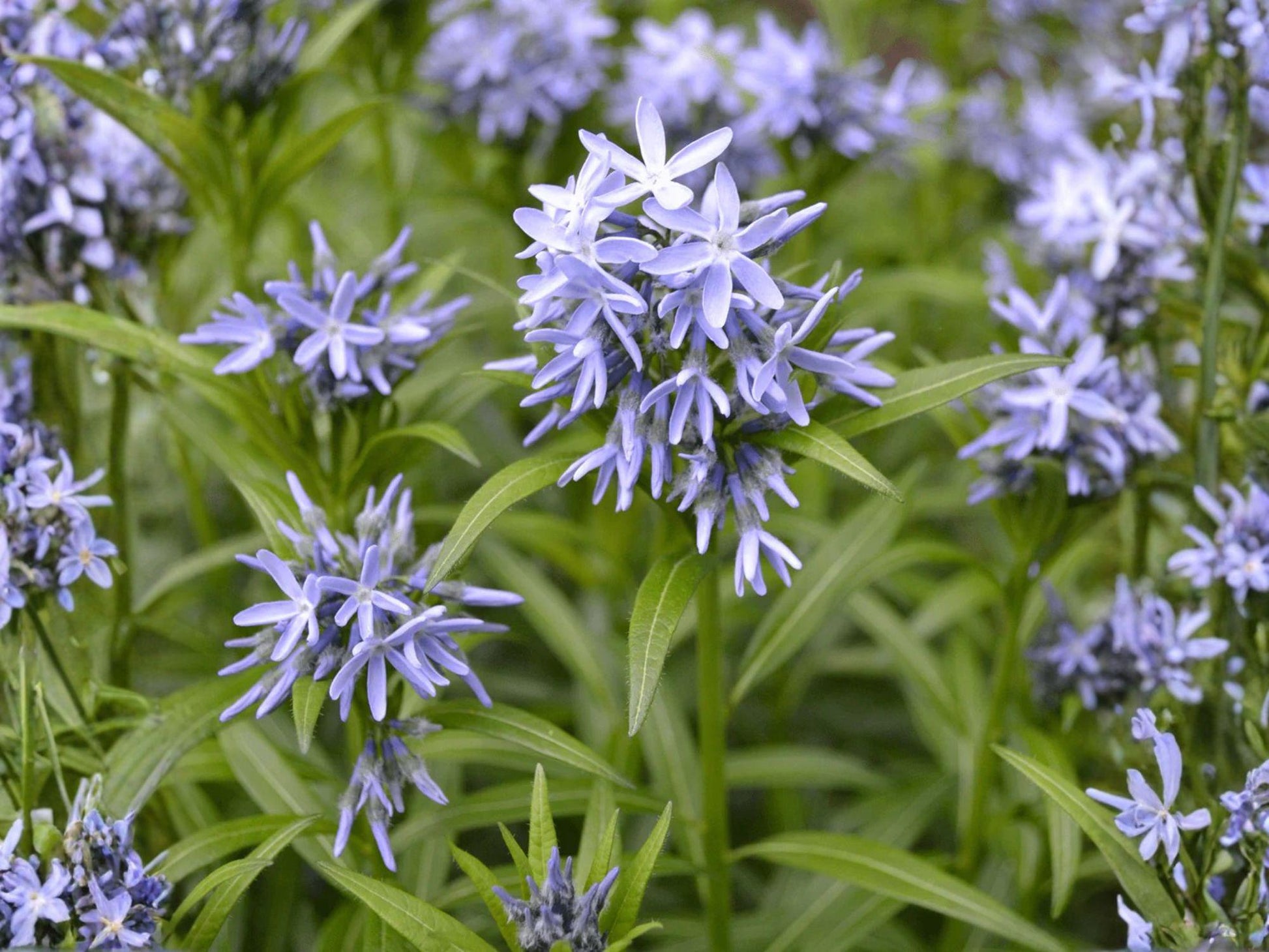 White Trout Lily Seeds – Native Erythronium albidum for Woodland Gardens & Shade Areas, 5 Fresh Seeds