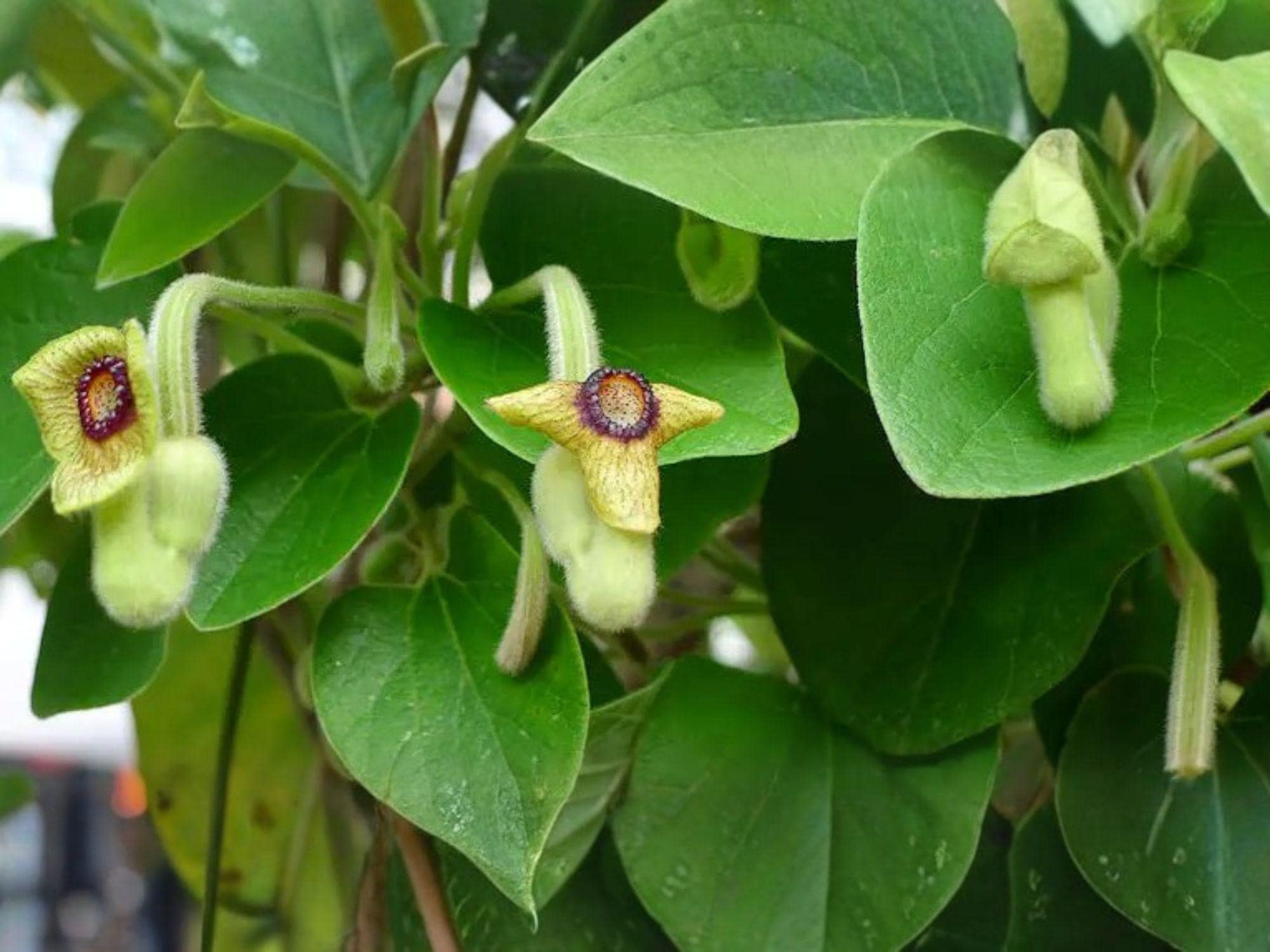 Purple Orchid Tree Seeds, Bauhinia purpurea, Ornamental Tropical Plant, Vibrant Purple Blooms, Fast-Growing Garden Tree