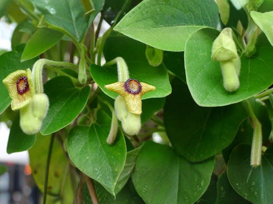 Purple Orchid Tree Seeds, Bauhinia purpurea, Ornamental Tropical Plant, Vibrant Purple Blooms, Fast-Growing Garden Tree