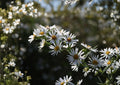 Symphyotrichum puniceum Swamp Aster Seeds – Native Purple Wildflower for Wetlands, Rain Gardens, Pollinator Friendly Perennial, 350 Seeds