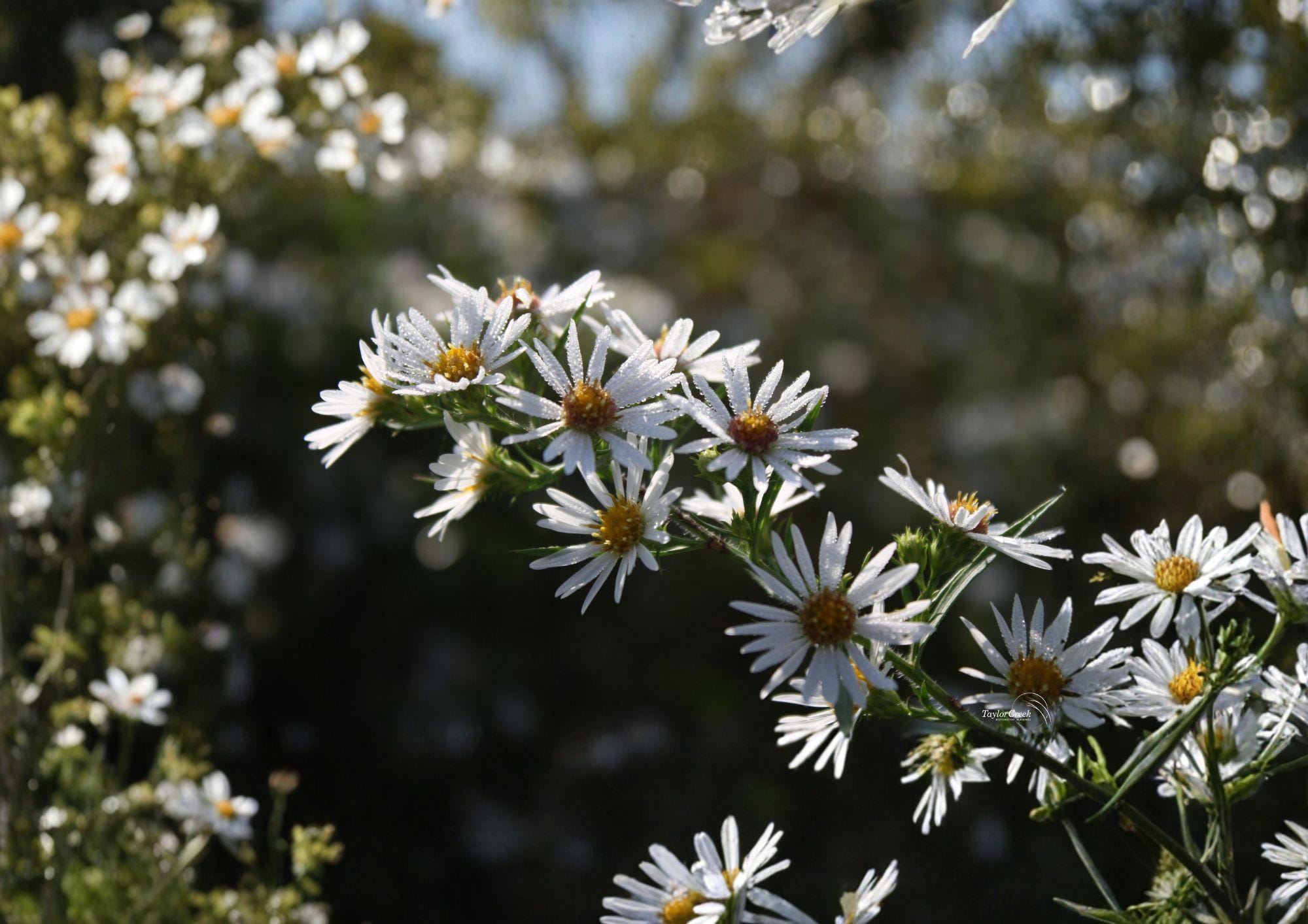 Symphyotrichum puniceum Swamp Aster Seeds – Native Purple Wildflower for Wetlands, Rain Gardens, Pollinator Friendly Perennial, 350 Seeds