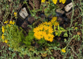 Oligoneuron rigidum Stiff Goldenrod Seeds – Native Prairie Perennial Wildflower for Meadow Gardens, Pollinator Attractant