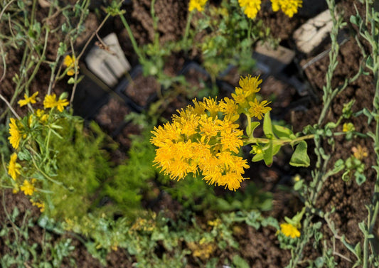 Oligoneuron rigidum Stiff Goldenrod Seeds – Native Prairie Perennial Wildflower for Meadow Gardens, Pollinator Attractant