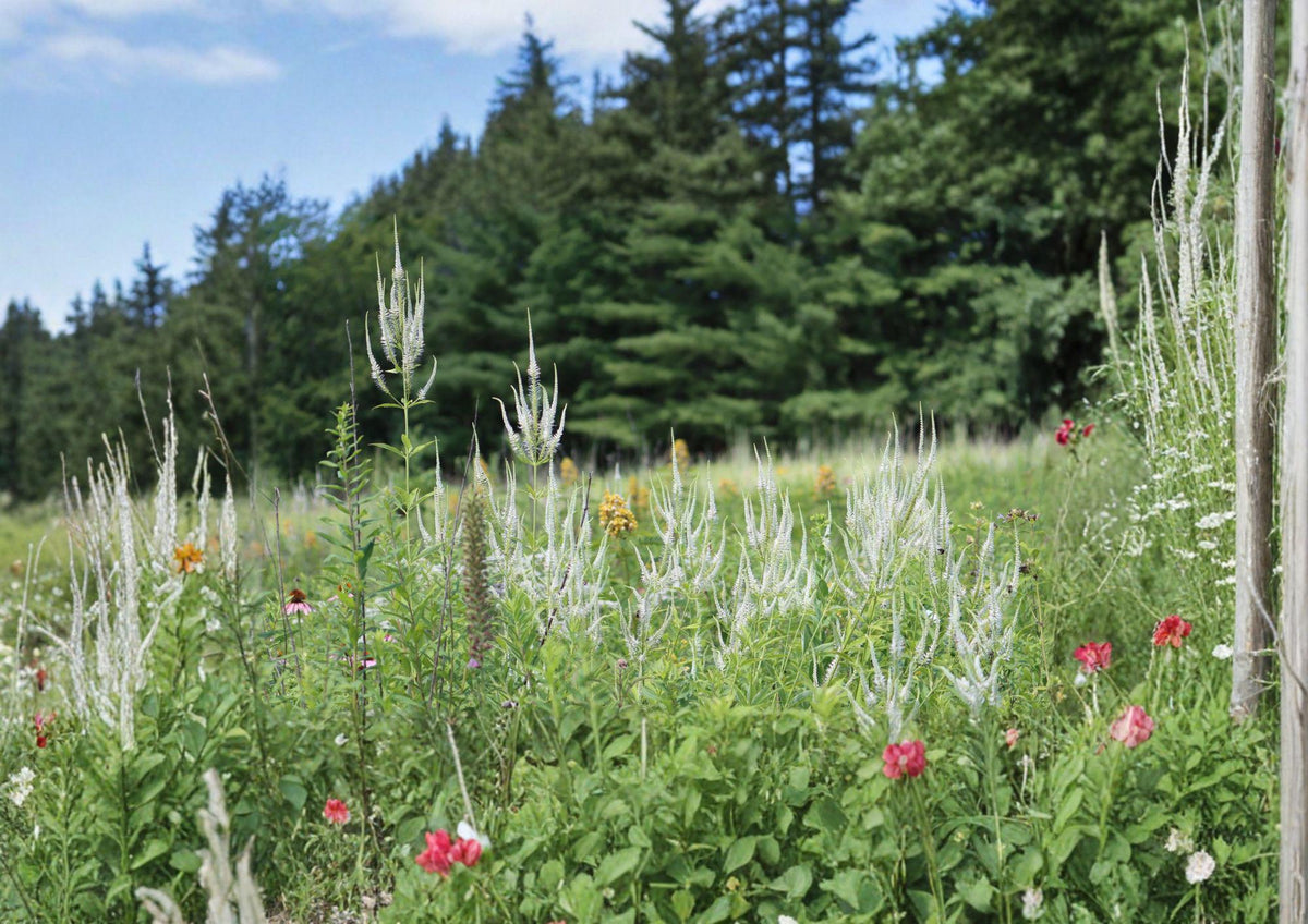 Veronicastrum virginicum Culver's Root Seeds – Native Tall White Perennial Wildflower for Pollinator Gardens & Prairie Landscapes