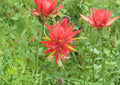 Giant Red Indian Paintbrush Seeds - Native Wildflower, Hummingbird & Pollinator Attractant, Castilleja miniata, 100 Seeds