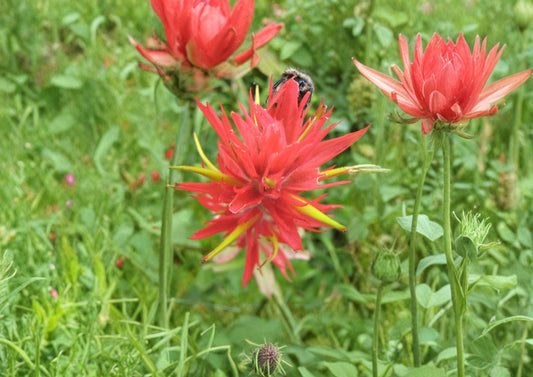 Giant Red Indian Paintbrush Seeds - Native Wildflower, Hummingbird & Pollinator Attractant, Castilleja miniata, 100 Seeds