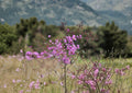 Tall Ironweed Seeds - Vernonia angustifolia, Native Purple Prairie Wildflower, Vivid Violet Blooms, Pollinator Attractant, Native Perennial