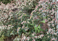 Calico Aster Seeds - Symphyotrichum lateriflorum, Native Pollinator Wildflower, Late Blooming Perennial for Woodland Gardens