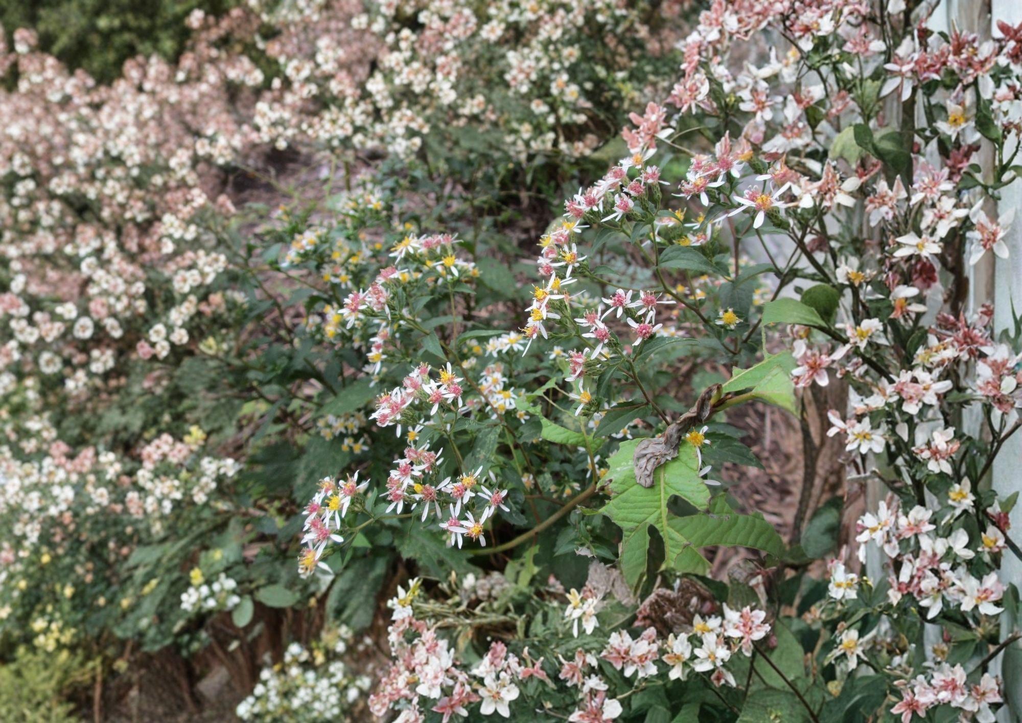 Calico Aster Seeds - Symphyotrichum lateriflorum, Native Pollinator Wildflower, Late Blooming Perennial for Woodland Gardens