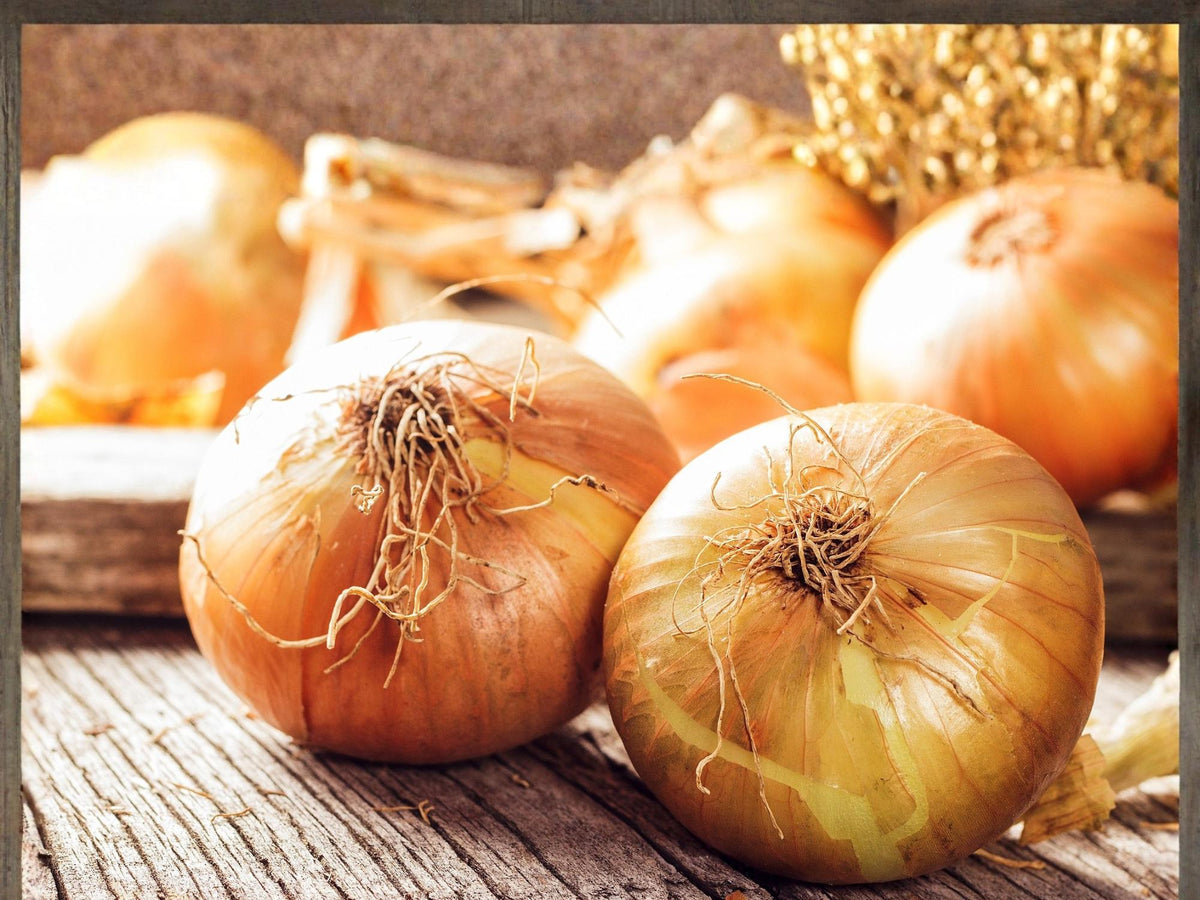 Walla Walla Sweet Onion Seeds – Large Bulb, Mild Flavor, Heirloom Vegetable Garden, Yellow Bulb, Cool-Season Biennial, 50 Seeds