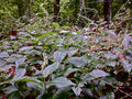 Erythronium albidum White Trout Lily Seeds – Native Woodland Perennial Wildflower for Shade Gardens, 5 Seeds